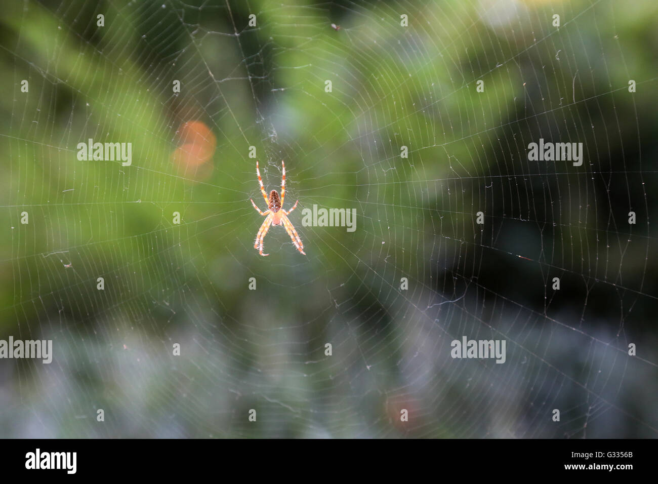 Torre Alfina, Italien, Spinne sitzt in der Mitte sein Netzwerk Stockfoto