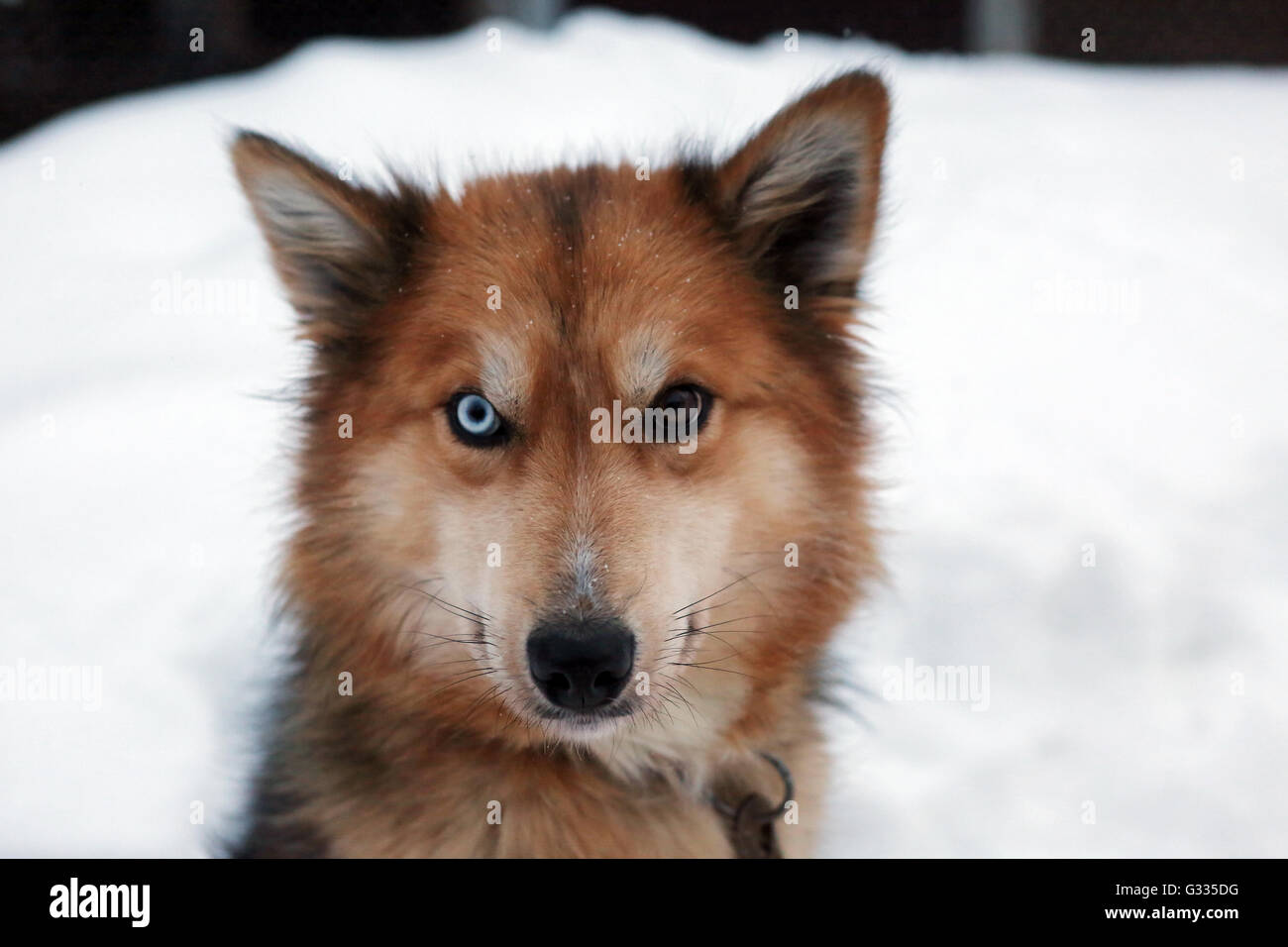 ? K skero, Finnland, Siberian Husky mit verschiedenen farbigen Augen Stockfoto