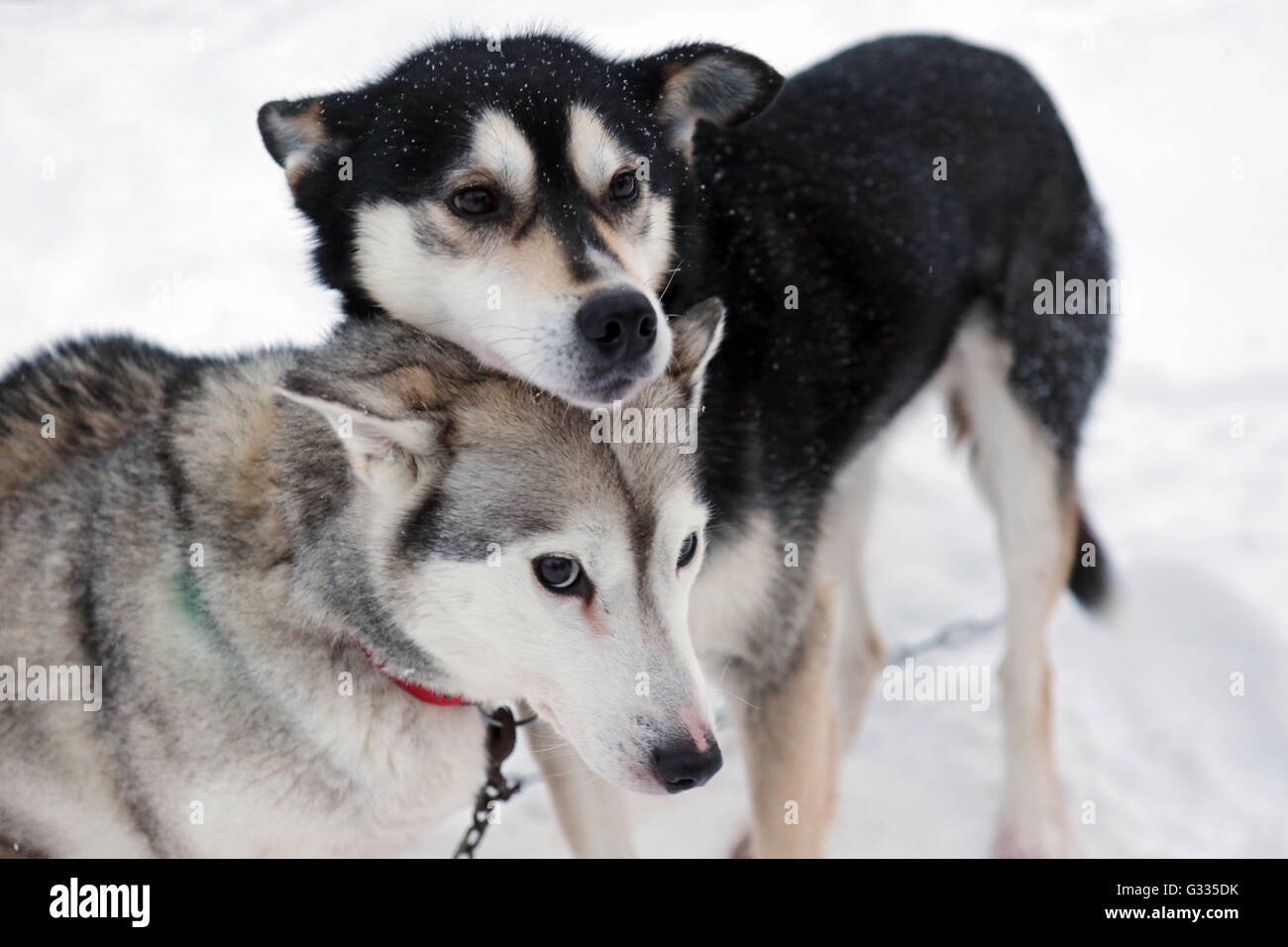 ? K skero, Finnland, Siberian Huskies Stockfoto