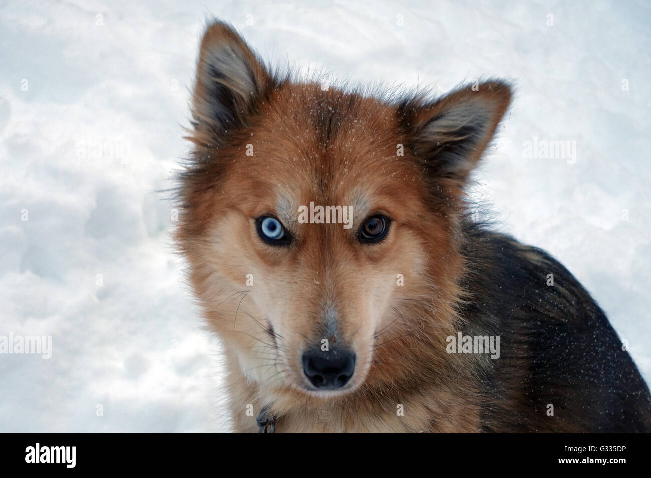 ? K skero, Finnland, Siberian Husky mit verschiedenen farbigen Augen Stockfoto