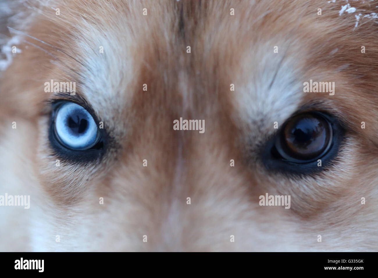 ? K skero, Finnland, Nahaufnahmen, verschiedene farbige Augen ein Siberian Husky Stockfoto
