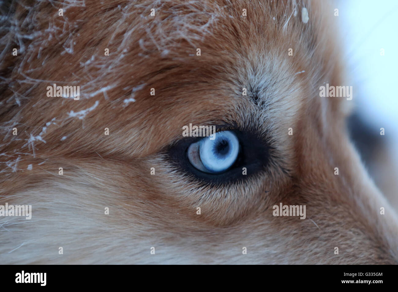 ? K skero, Finnland, Detail, blaues Auge ein Siberian Husky Stockfoto