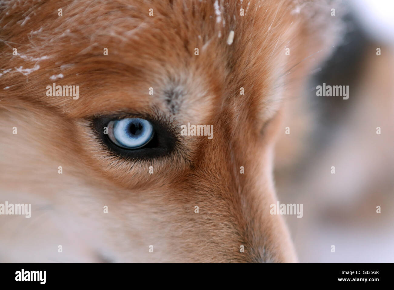 ? K skero, Finnland, Detail, blaues Auge ein Siberian Husky Stockfoto