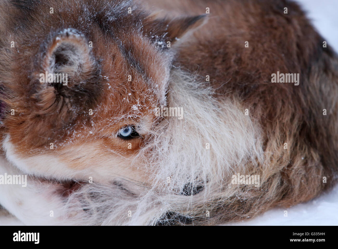 ? K skero, Finnland, Siberian Husky wird gerollt im Schnee Stockfoto