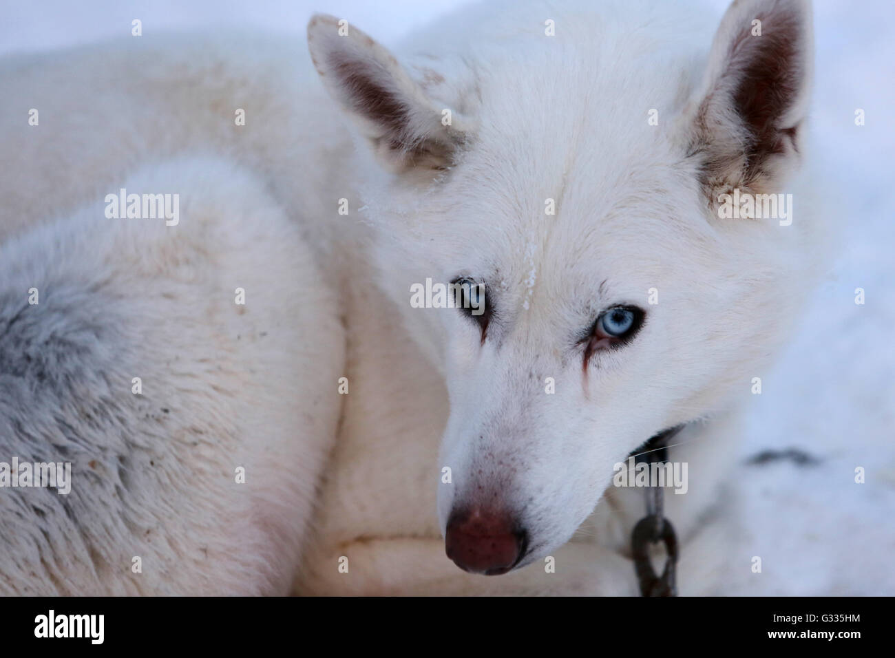 ? K skero, Finnland, Siberian Husky, liegend im Schnee Stockfoto