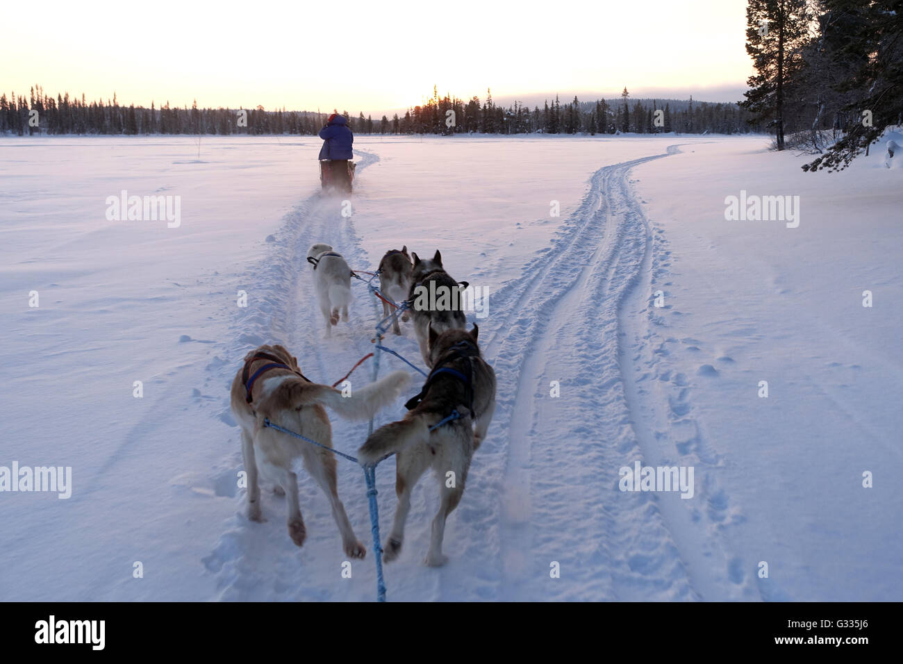 ? K skero, Finnland, Menschen fahren Sie mit Hundeschlitten Stockfoto