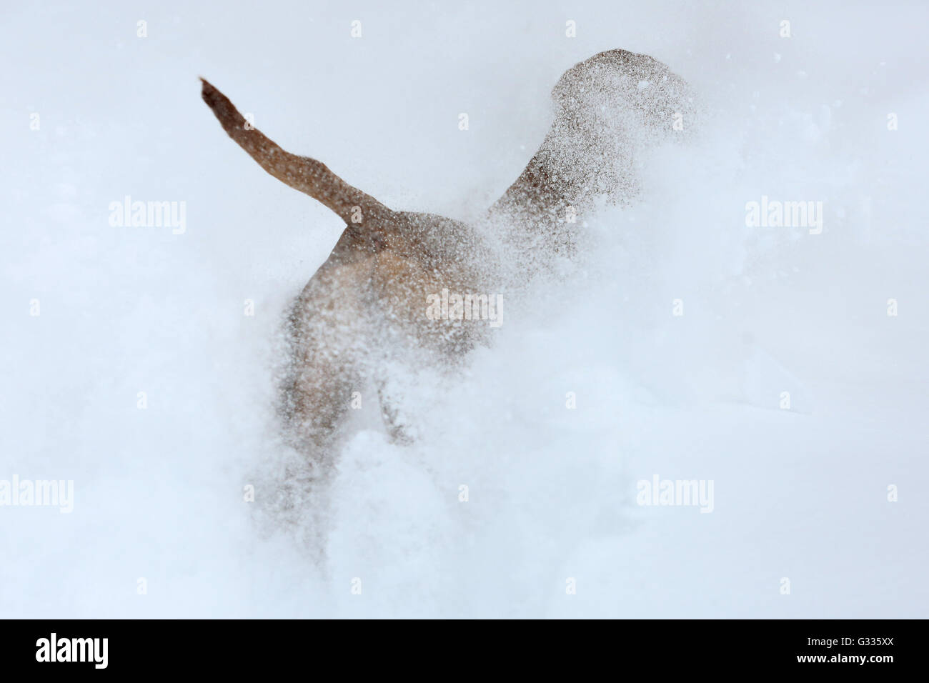 Startstelle, Österreich, Magyar Vizsla durch tiefen Schnee laufen Stockfoto