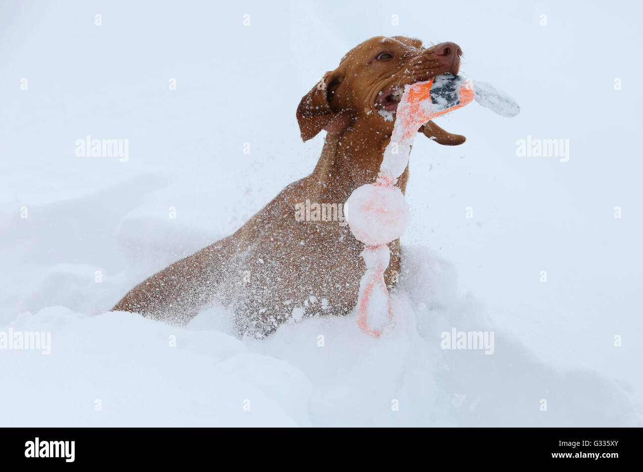 Startstelle, Österreich, Magyar Vizsla spielen im Schnee Stockfoto