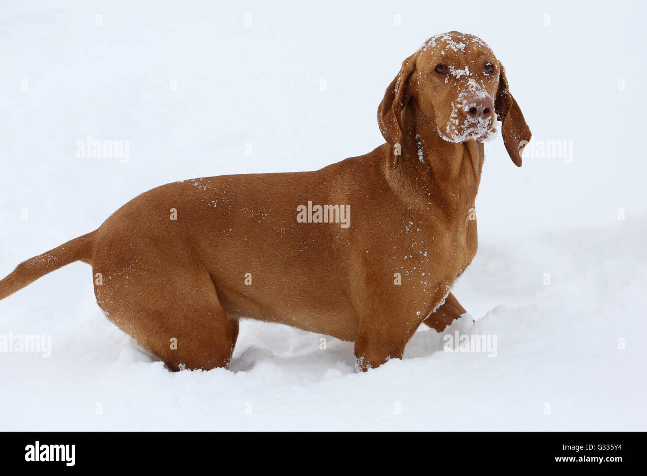 Startstelle, Österreich, Magyar Vizsla steht im Tiefschnee Stockfoto