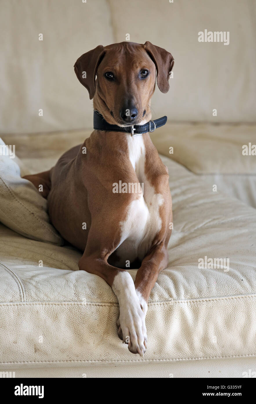 Newmarket, Großbritannien, Greyhound auf einem Sofa liegend Stockfoto
