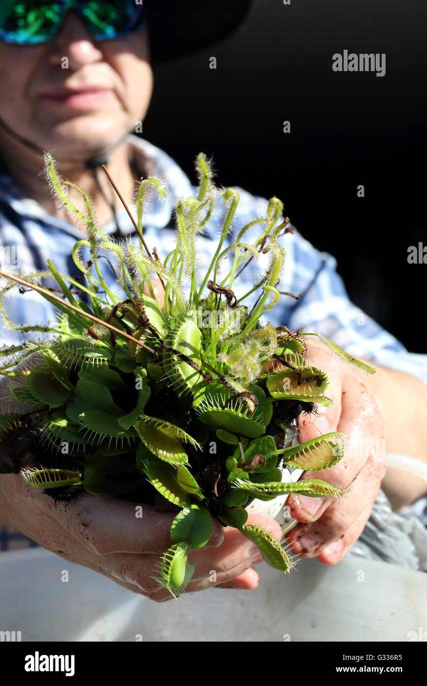 Nahaufnahme von Hand mit Venus Fly Trap Stockfoto