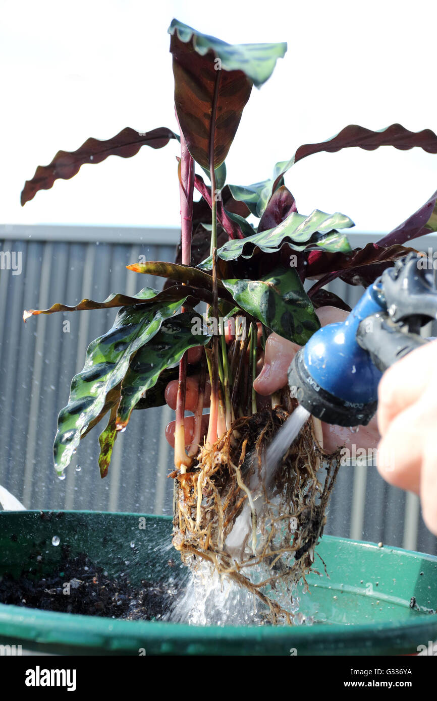 Waschen Sie die Wurzeln der Calathea Insignis oder Calathea Lancifolia auch  bekannt als Klapperschlange Pflanze Stockfotografie - Alamy