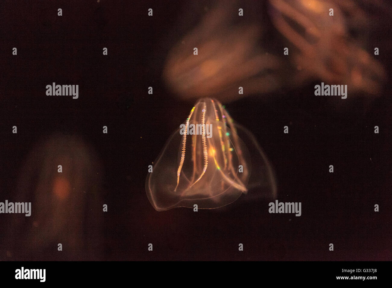 Comb Jelly Phylum Ctenophora nicht bereits Nesselzellen und haben ein einfacheres reproduktive System als die meisten Gelees. Stockfoto