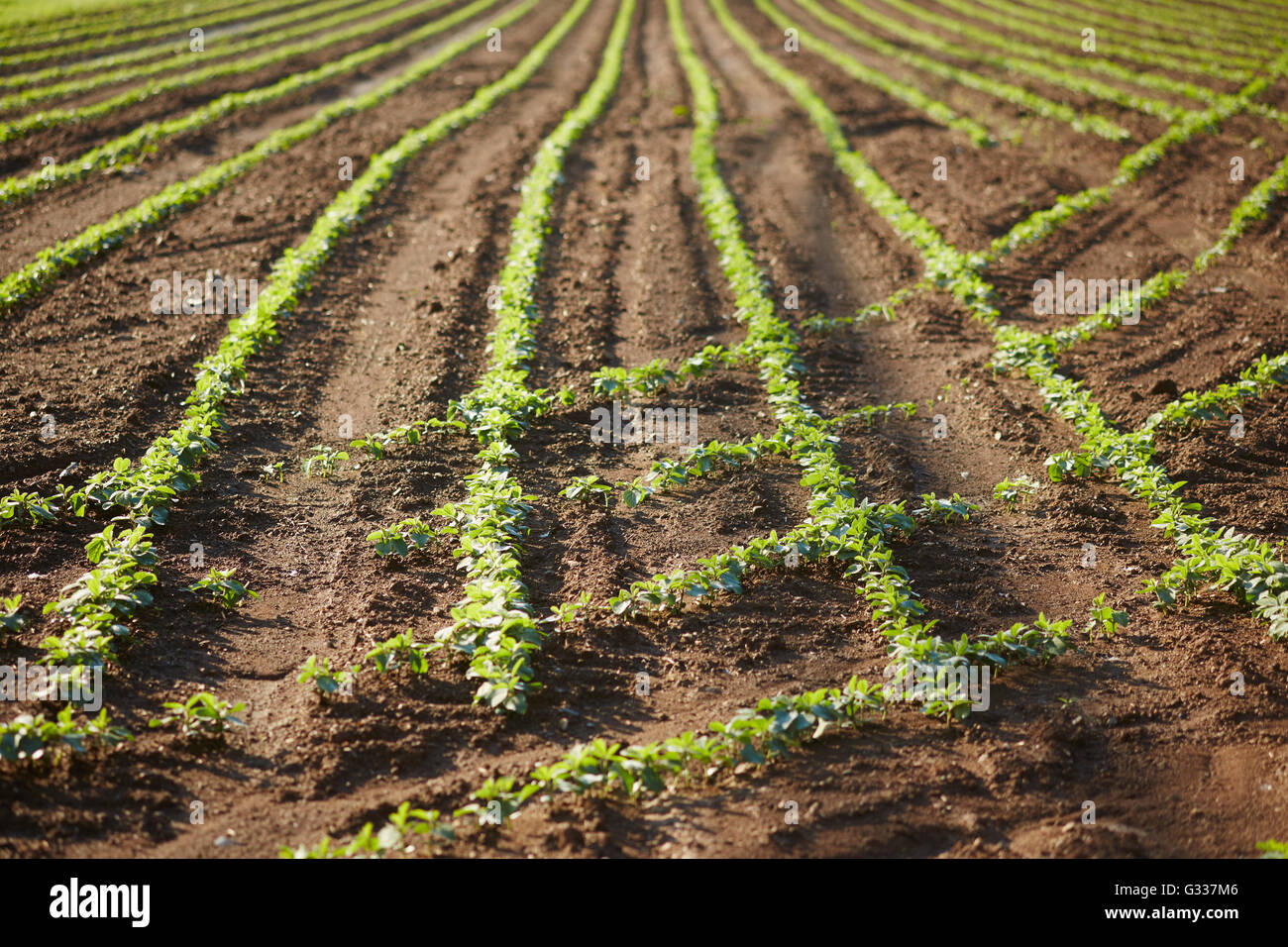 Zeilen der keimenden Pflanzen auf einem Bauernhof in Lancaster County, Pennsylvania, USA Stockfoto