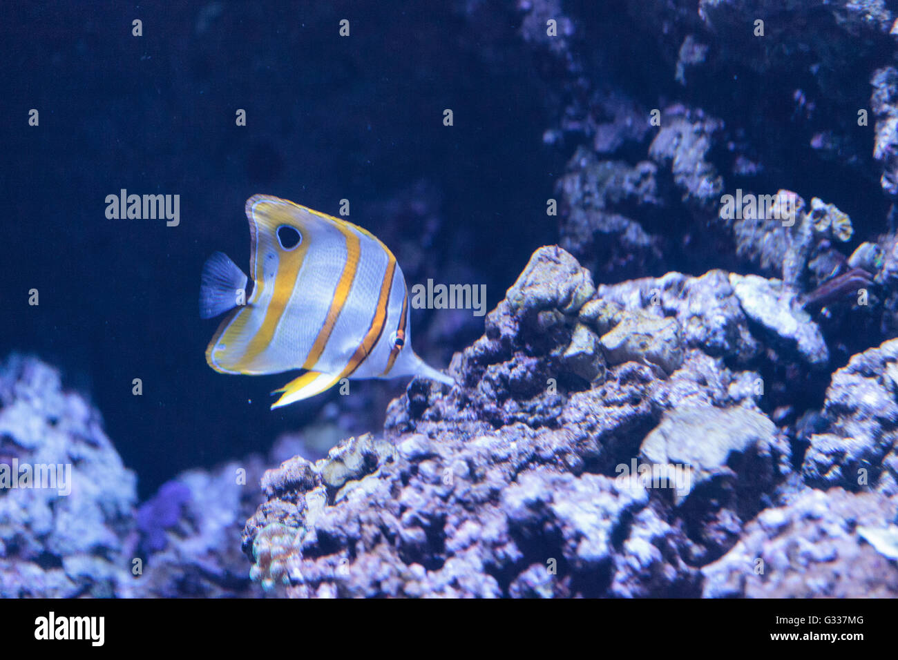 Kupfer-banded Butterflyfish, Chelmon Rostratus, nimmt an den Korallen am Riff Stockfoto