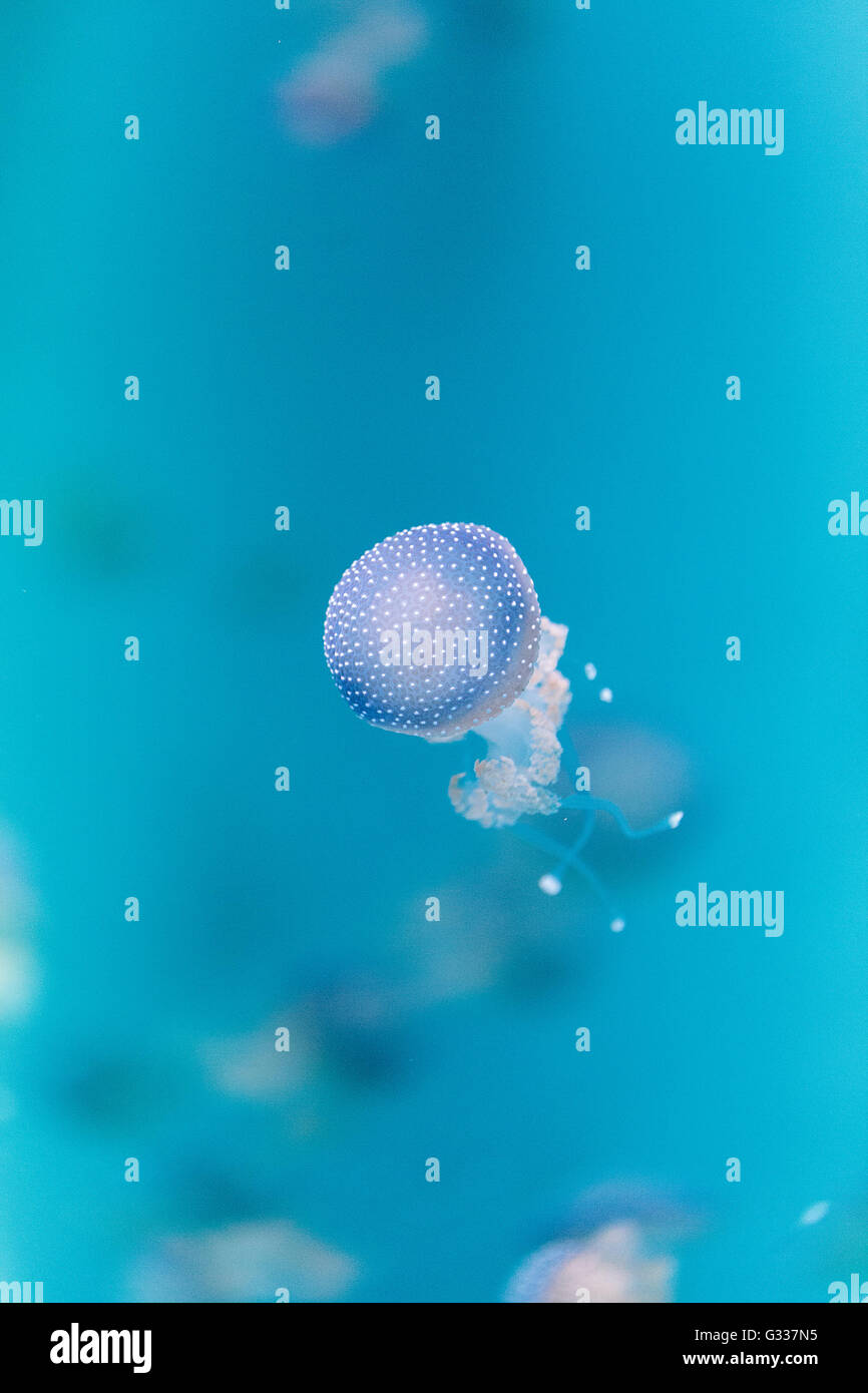 Goldene Gelee, Phyllorhiza Trommler ist auch bekannt als die schwimmende Glocke und die weiß gefleckten Quallen Stockfoto