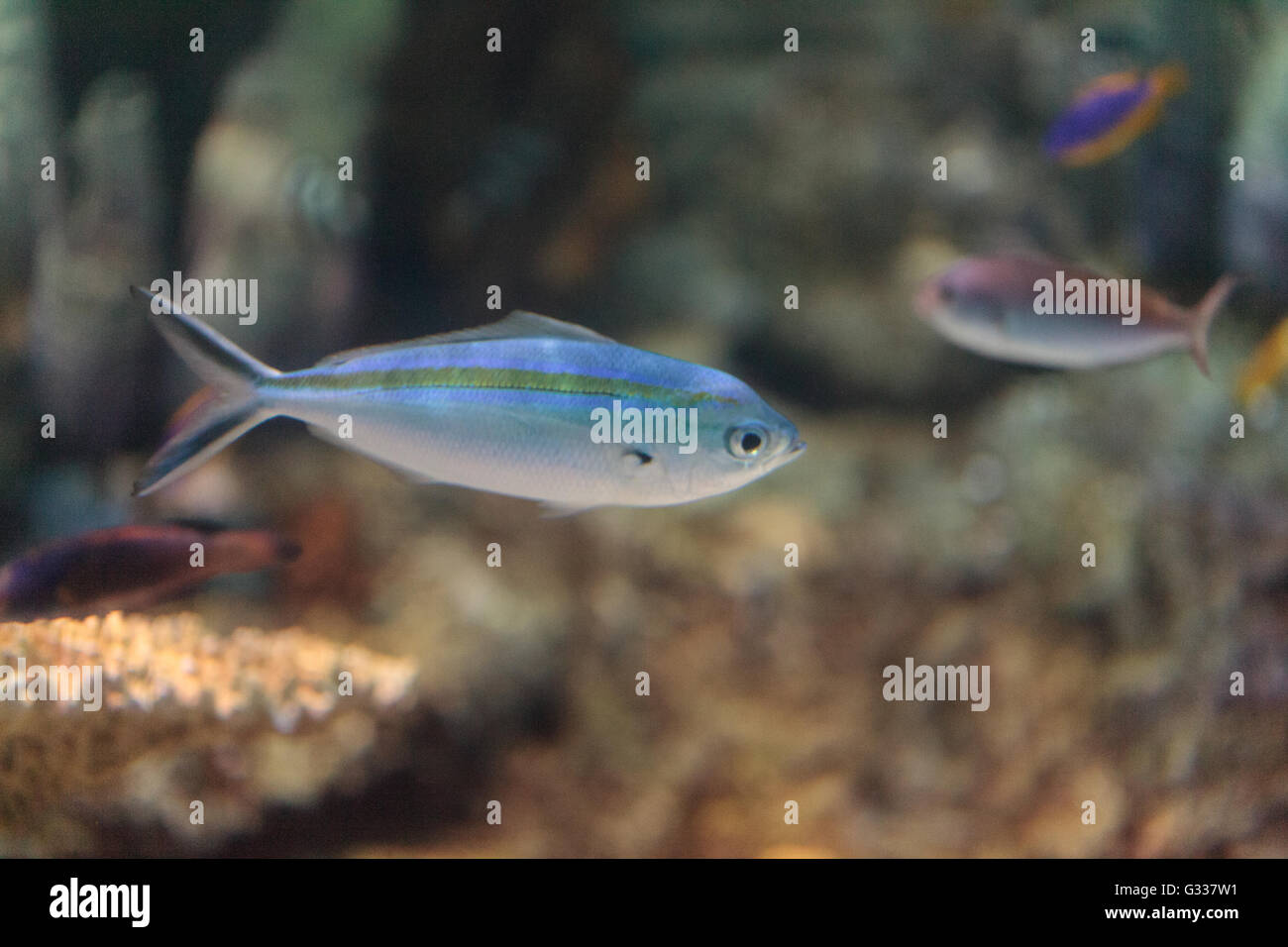 Bluegreen Chomis Fisch, Chromis Viridis, hat eine helle grüne Farbe und findet sich auf dem Riff Stockfoto