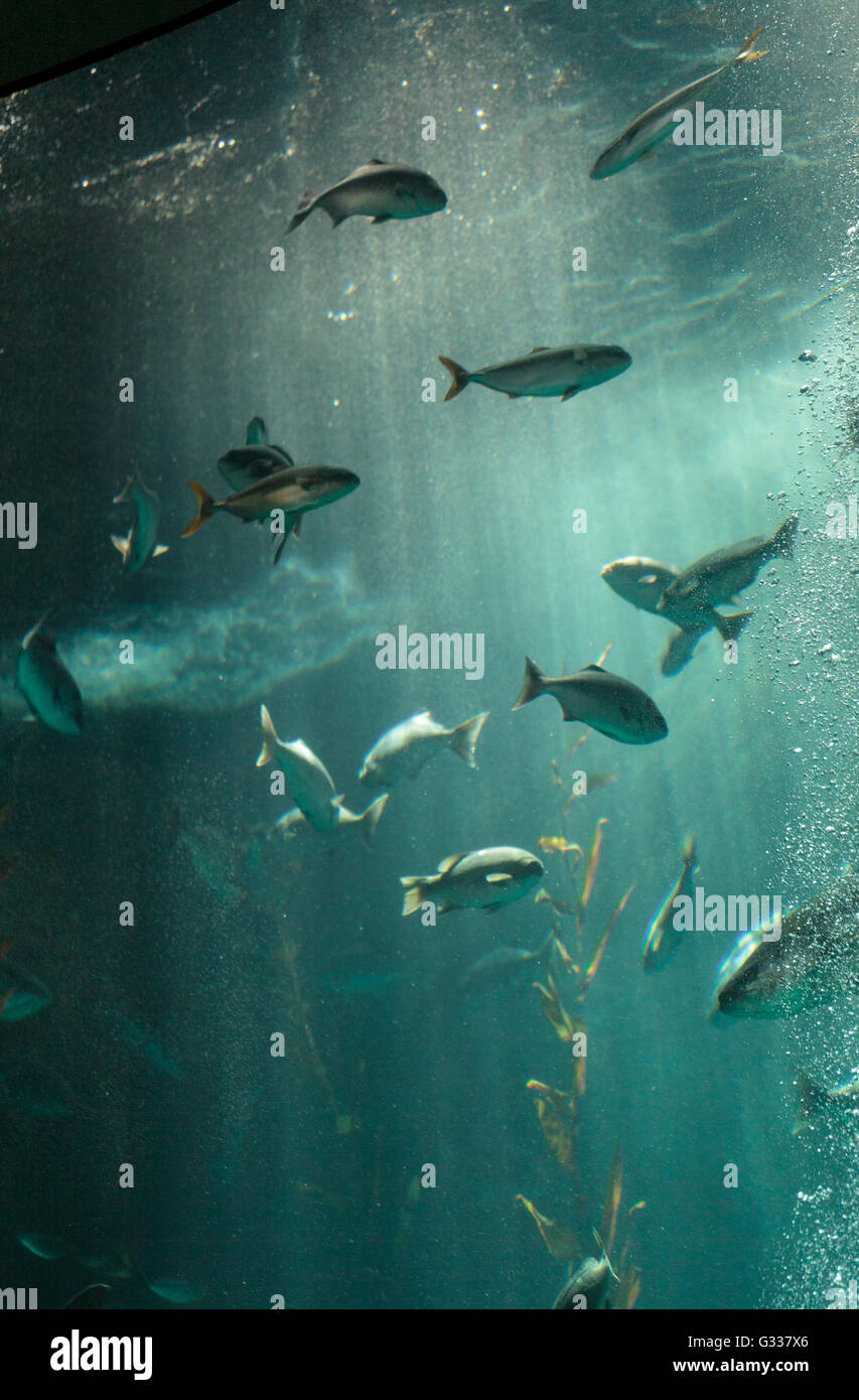 Pacific Chub Makrele Scomber Japonicus Schule zusammen in ein großes Aquarium mit Seetang Stockfoto