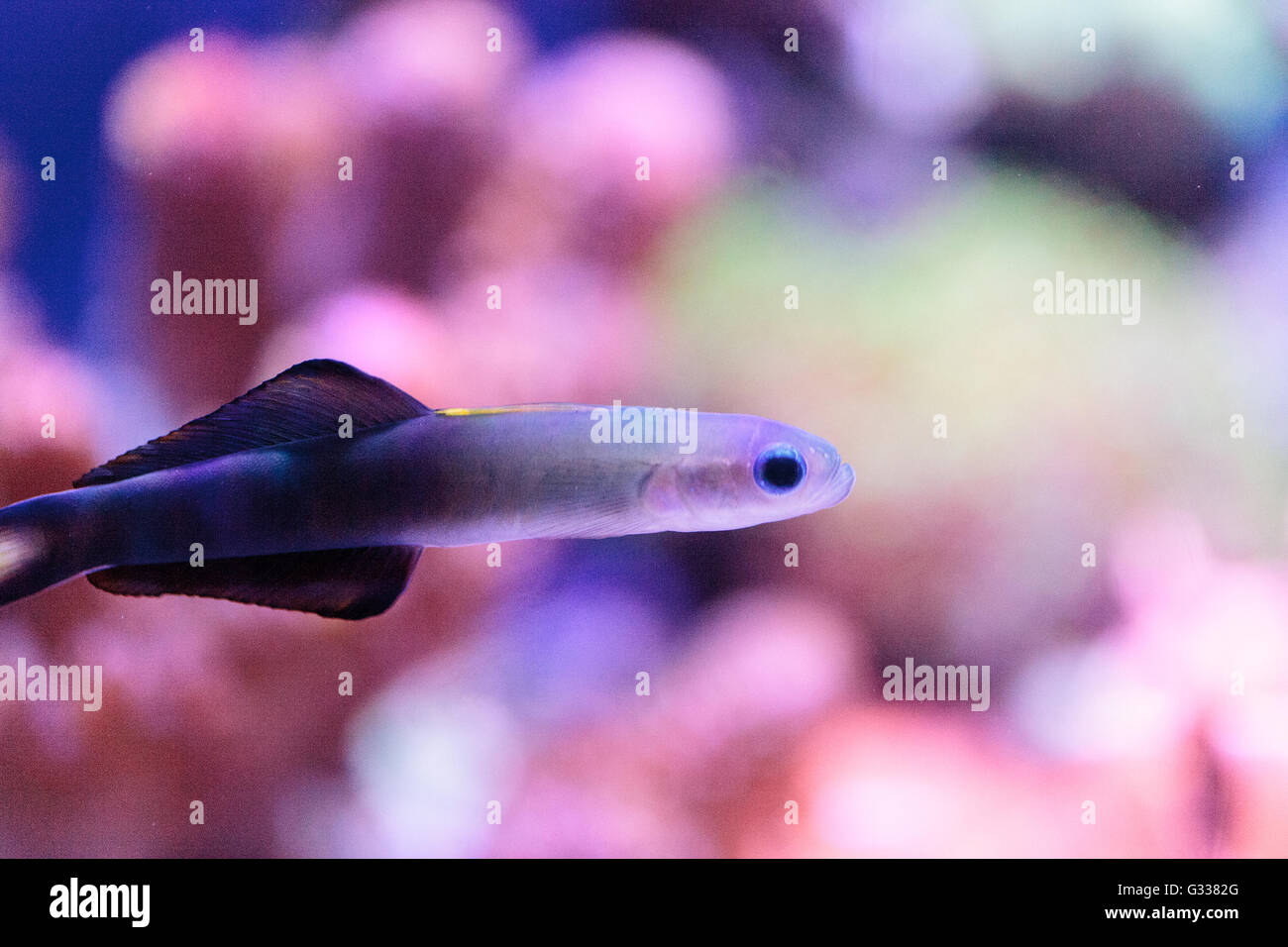 Lila Firefish, Nemateleotris Magnifica, schwimmt schnell durch das Salzwasser auf einem tropischen Riff im Meer. Stockfoto