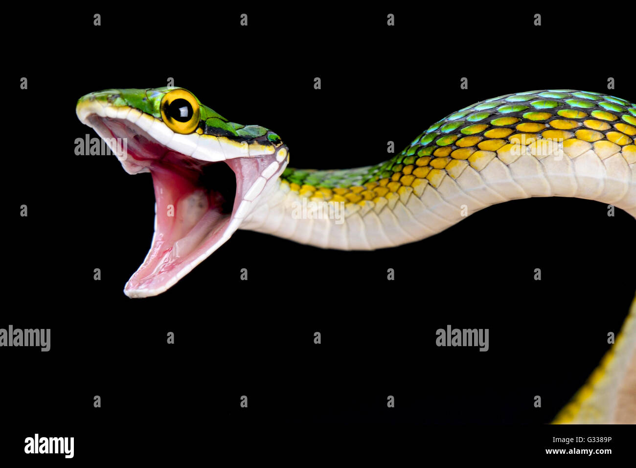 Parrotsnake (Leptophis Ahaetulla) Stockfoto