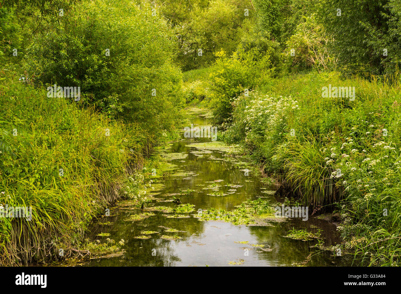 Bach auf dem Bahngelände Wildlife Trust, Lewes, England, Vereinigtes Königreich Stockfoto