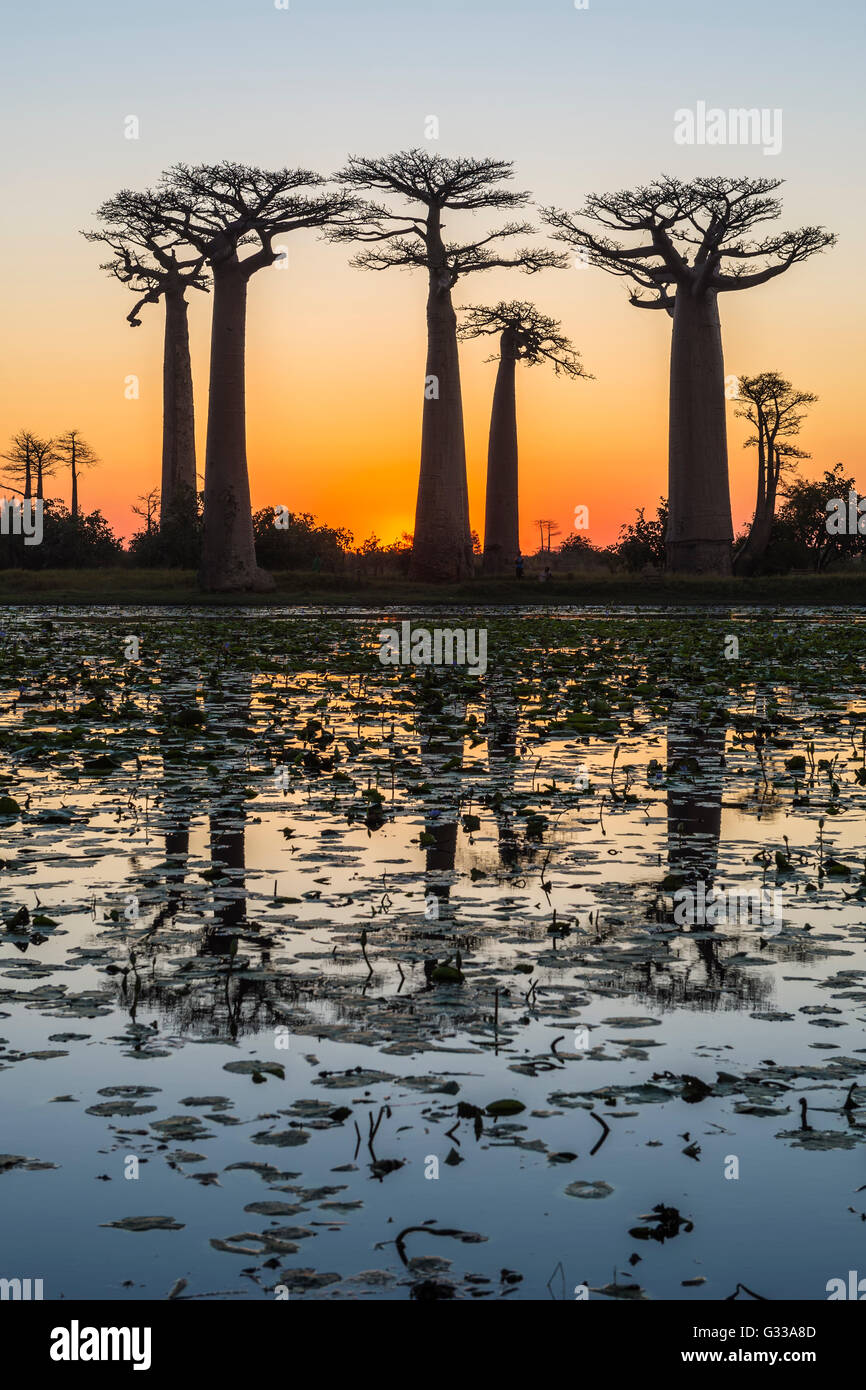 Baobab-Bäume (Adansonia Grandidieri) im Wasser reflektiert, bei Sonnenuntergang, Morondava, Provinz Toliara, Madagaskar Stockfoto