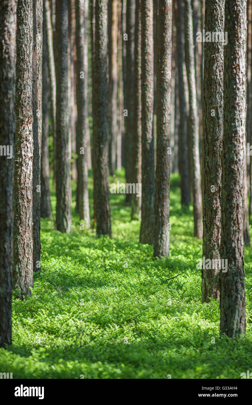 Stämme der Pinienwald von Springtime. Vertikale Zusammensetzung, geringe Schärfentiefe Stockfoto