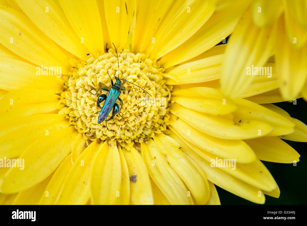Eine Nahaufnahme von ein wenig blaue Käfer Essen auf einer Blume Stockfoto