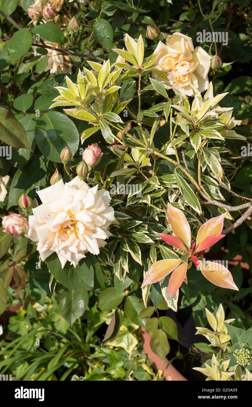 Rosa Reve D'Or wachsen mit pieris Stockfoto