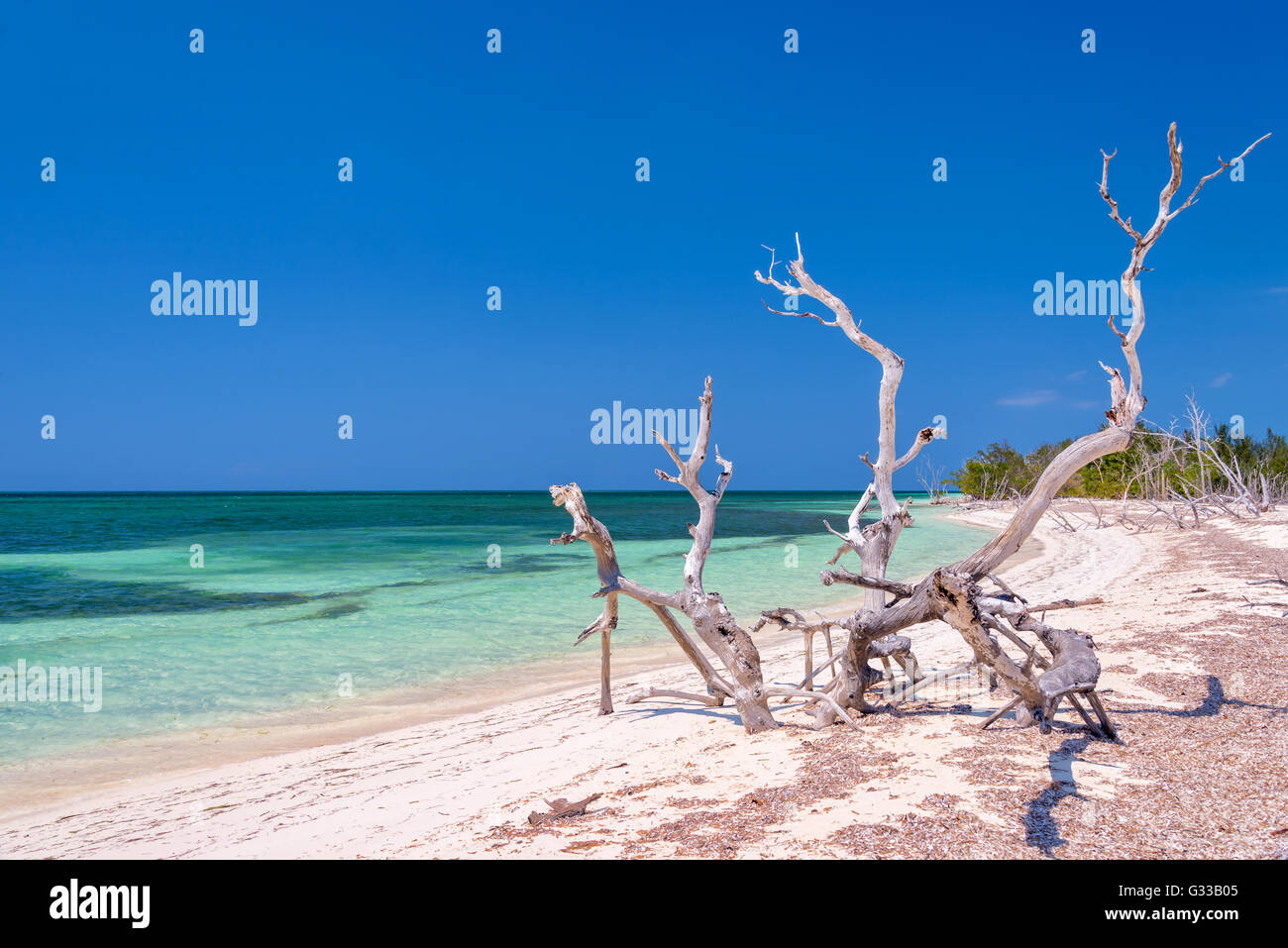 Holz auf der Insel Kuba Strand von Cayo Levisa getrocknet Stockfoto