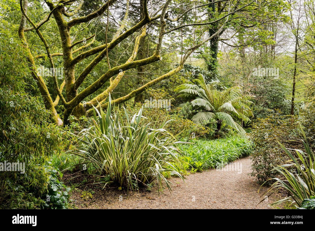 Gemischt, Anpflanzung von Bäumen und anderen Pflanzen im Garten Trengwainton Cornwall Jubiläum Stockfoto