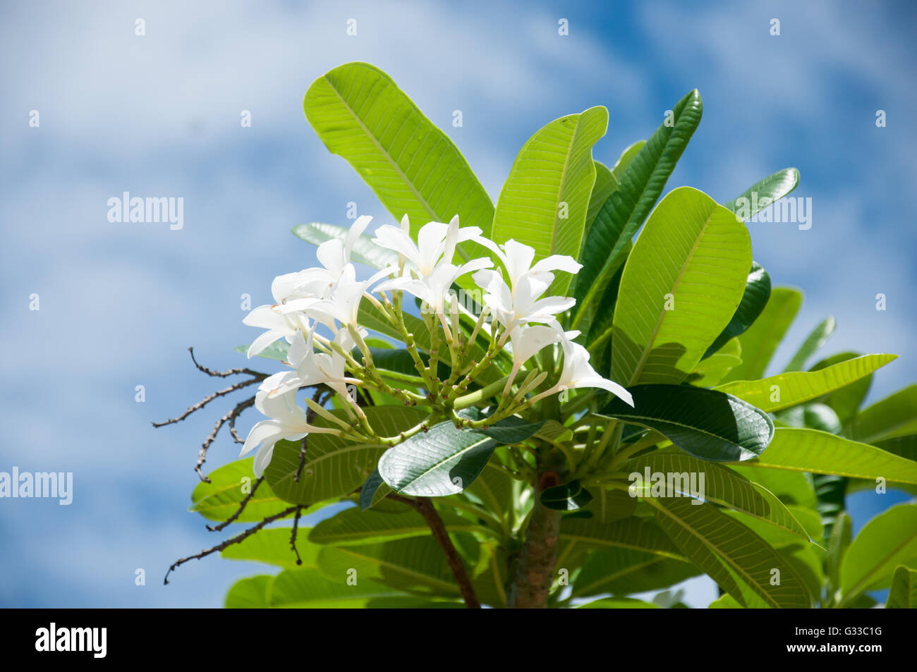 Plumeria Blume mit blauem Himmel Stockfoto