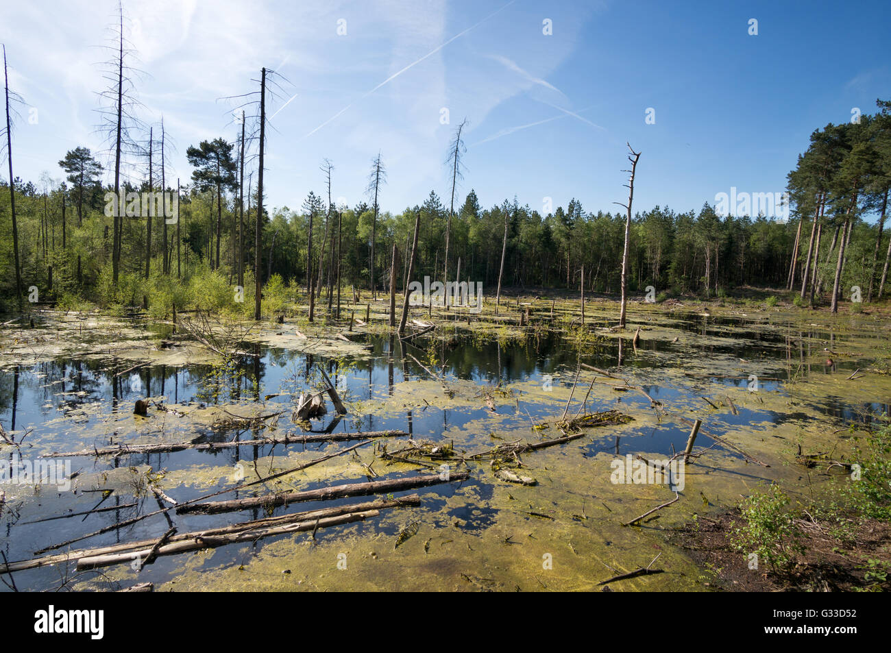 Tote und sterbende Bäume Blakemere Moss, Delamere Wald, Cheshire, England, UK Stockfoto
