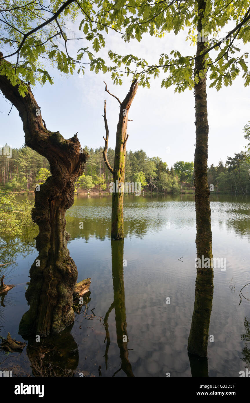 Sterbenden Baum in Toten See, Delamere Wald, Cheshire, England, UK Stockfoto