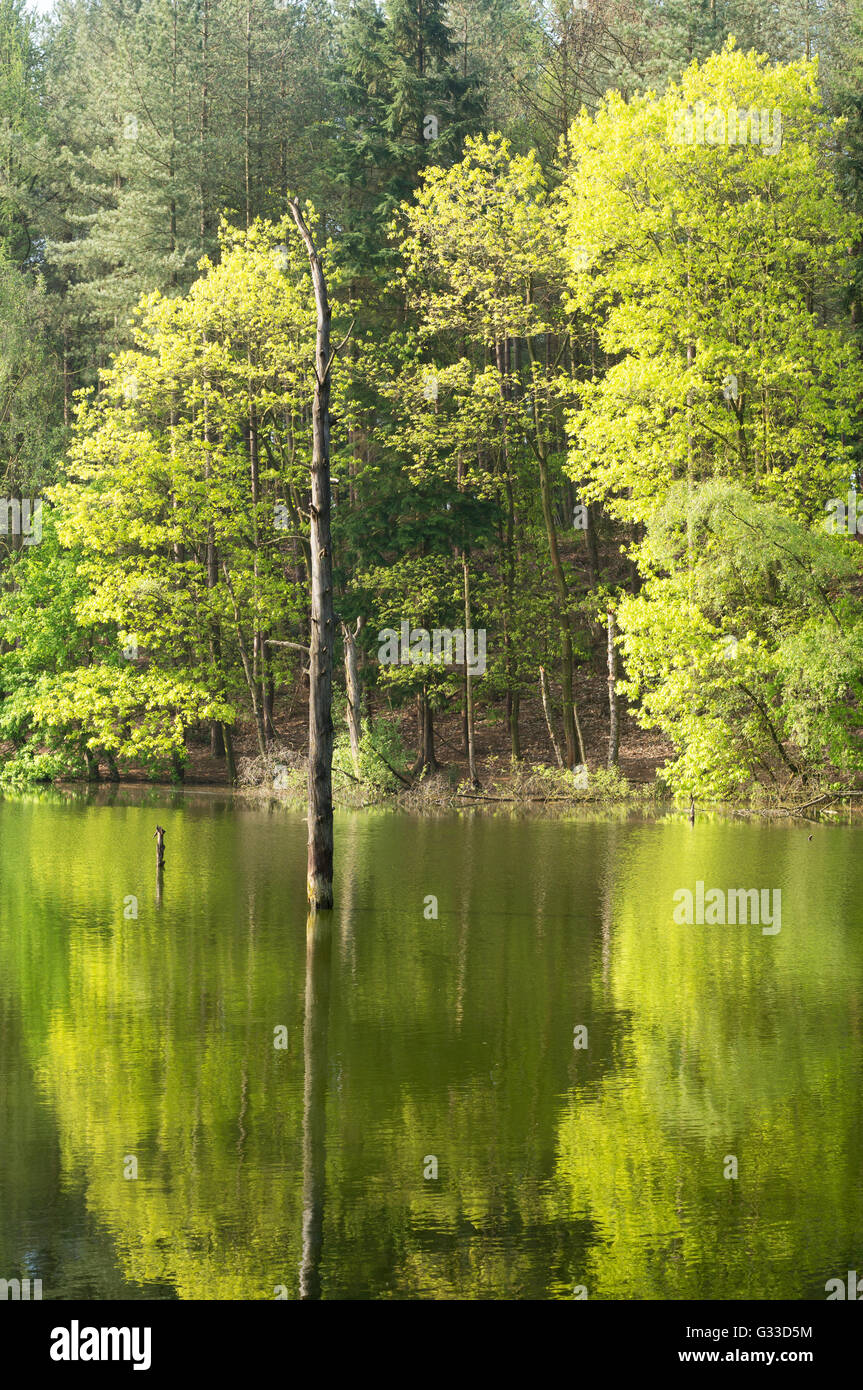 Sterbenden Baum in Toten See, Delamere Wald, Cheshire, England, UK Stockfoto