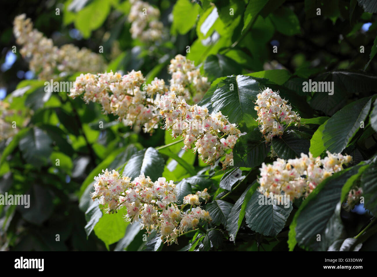 Rosskastanie Baum Blüte, Aesculus Hippocastanum. Stockfoto