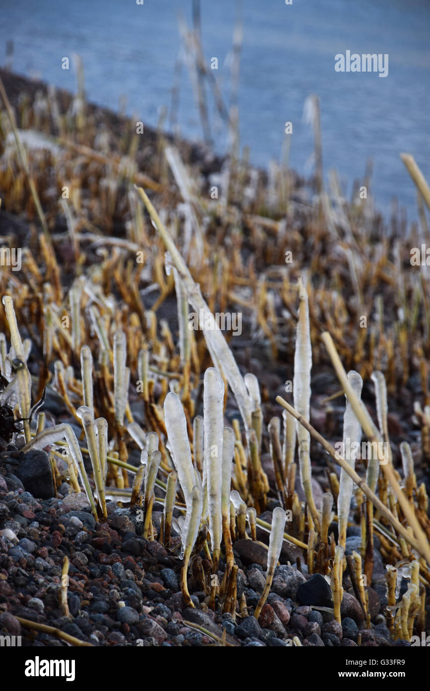 Gefrorene Strohhalme durch das Meer im winter Stockfoto