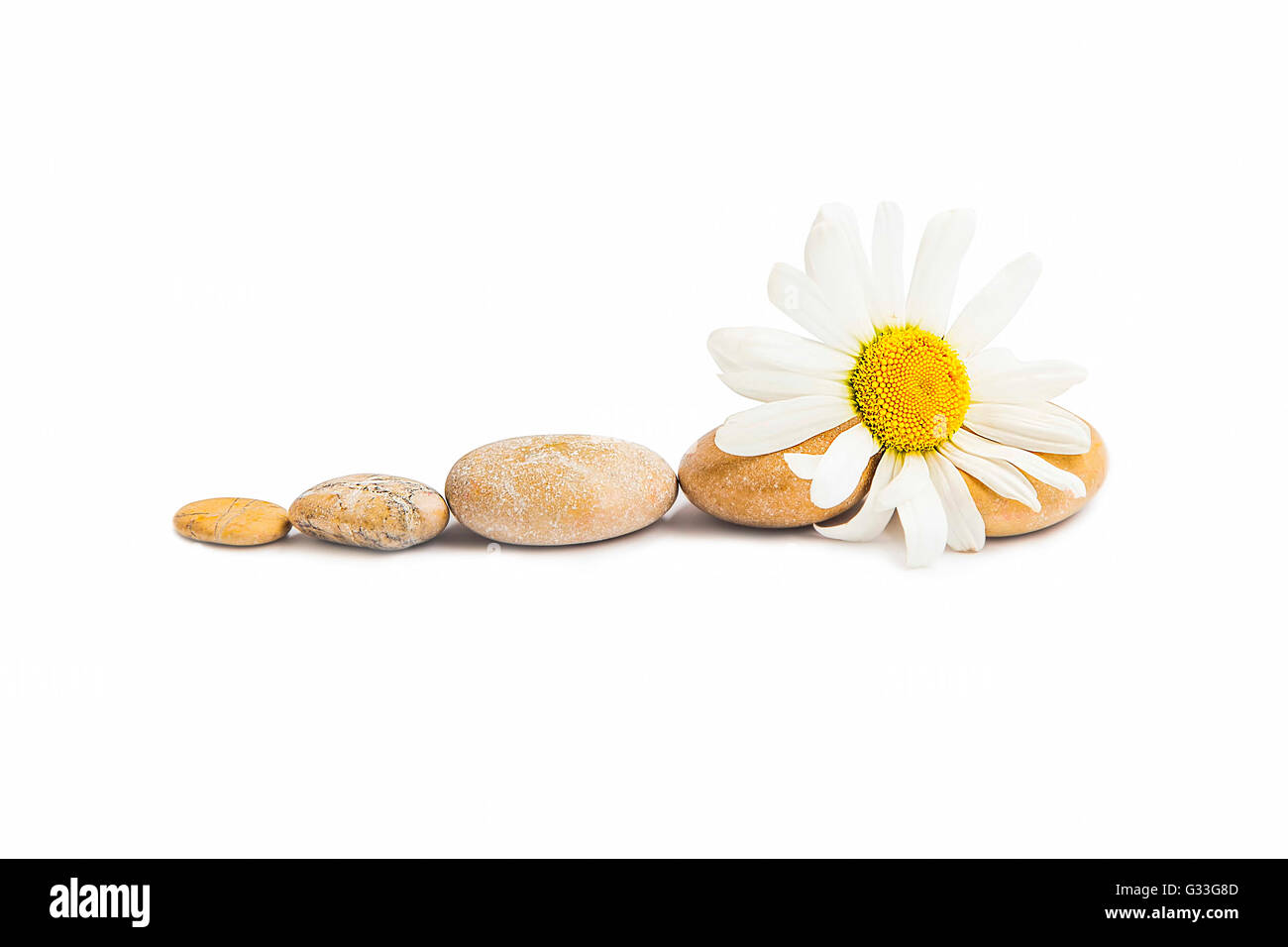 Wellness-Massage-Steinen mit Kamille Blume isoliert, Balance-Konzept Stockfoto