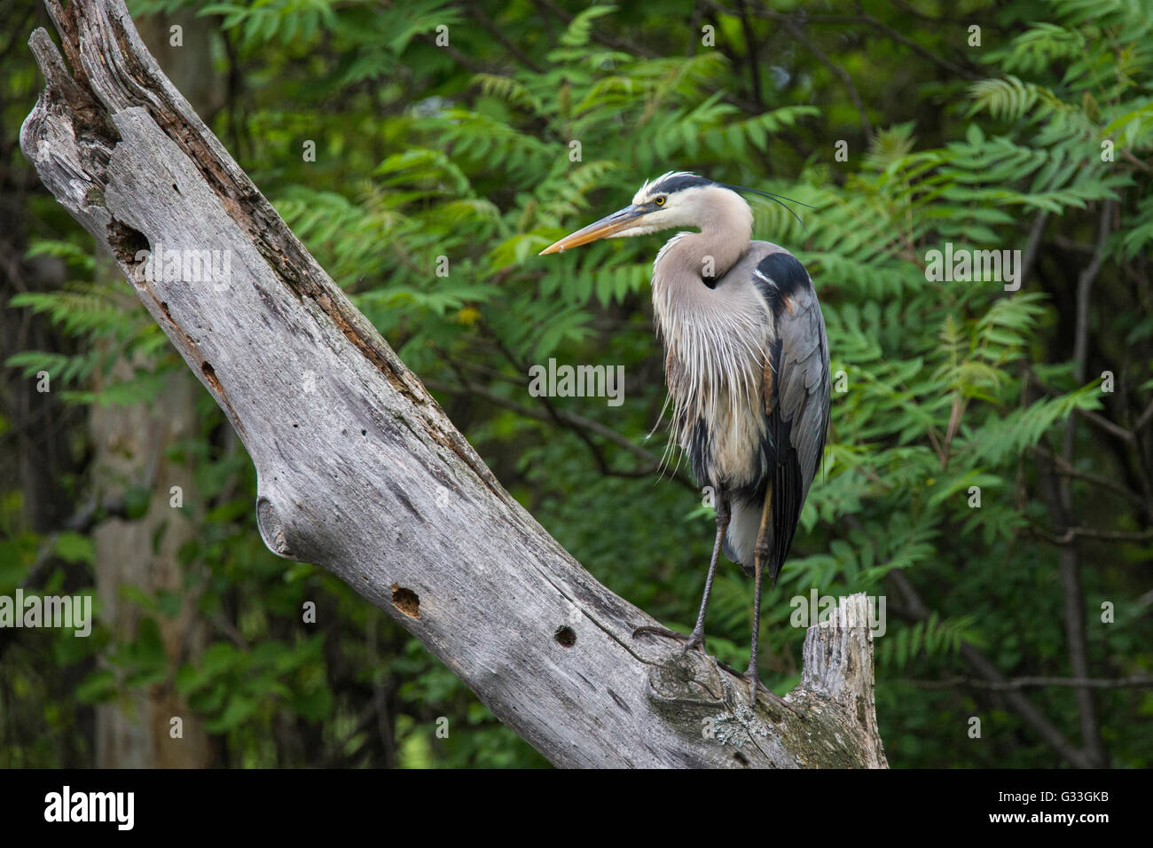 Great Blue Heron in der Zucht Gefieder Stockfoto