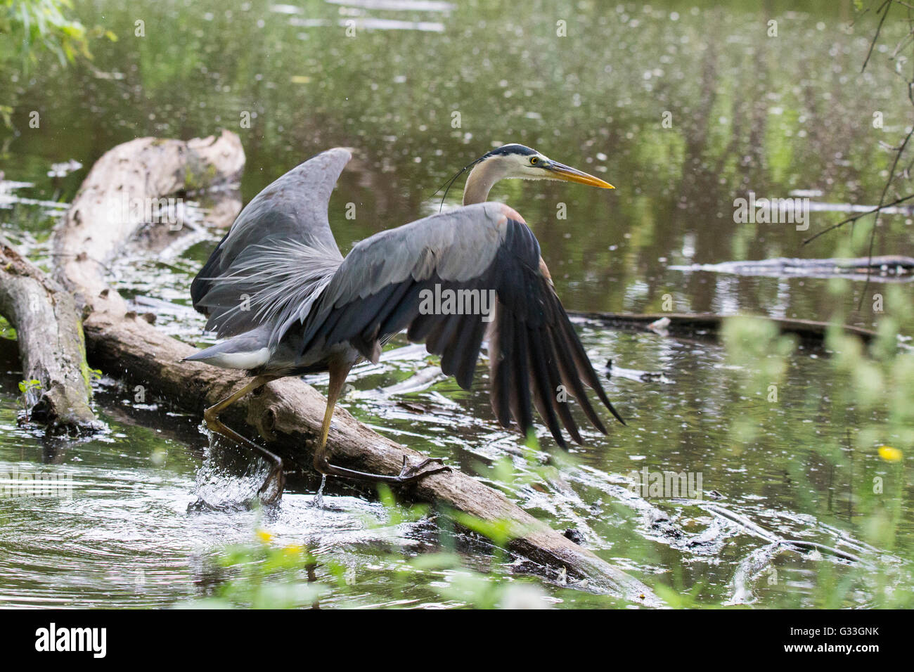 Great Blue Heron in der Zucht Gefieder Stockfoto