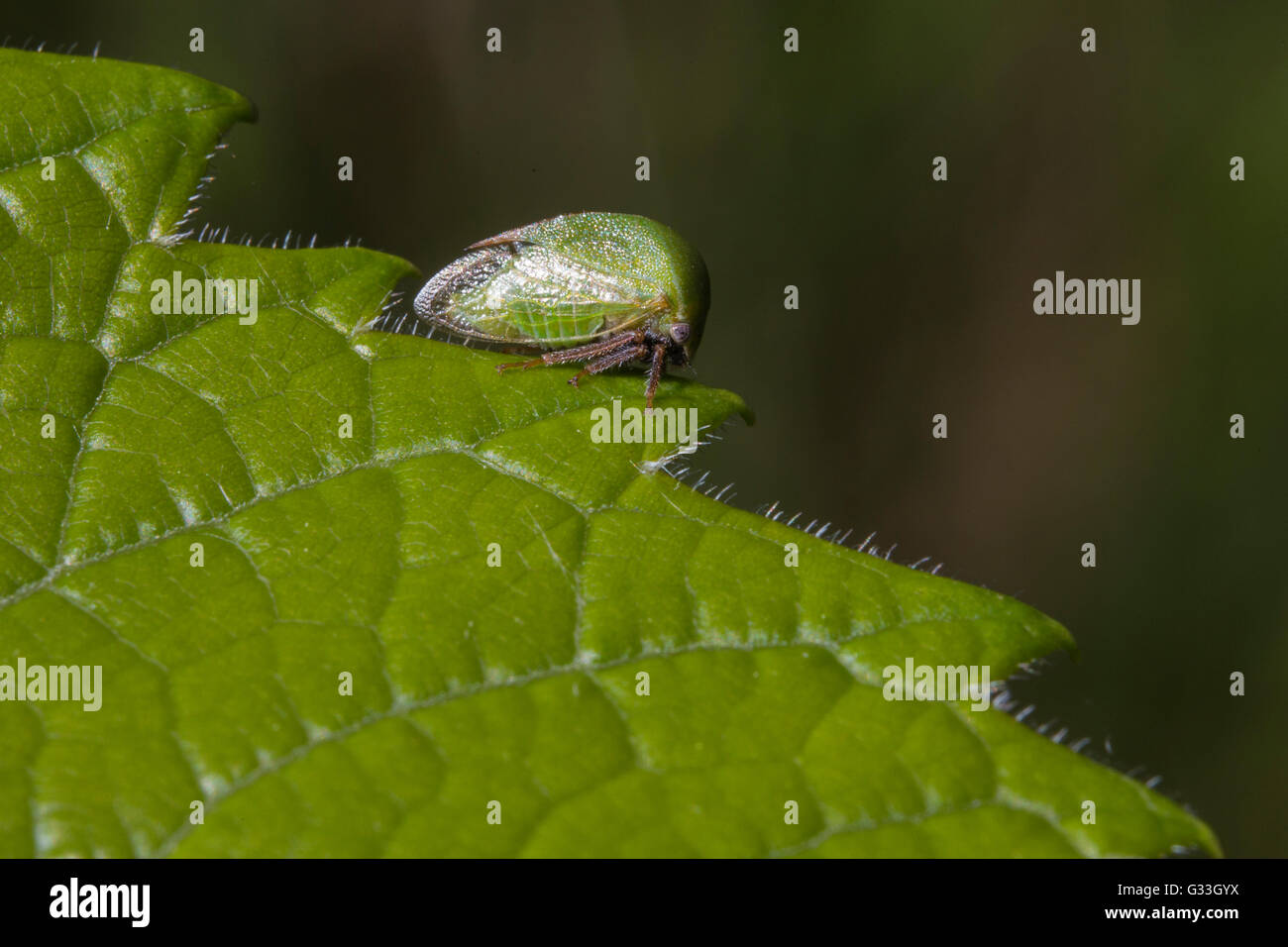 Buffalo treehopper -Fotos und -Bildmaterial in hoher Auflösung – Alamy