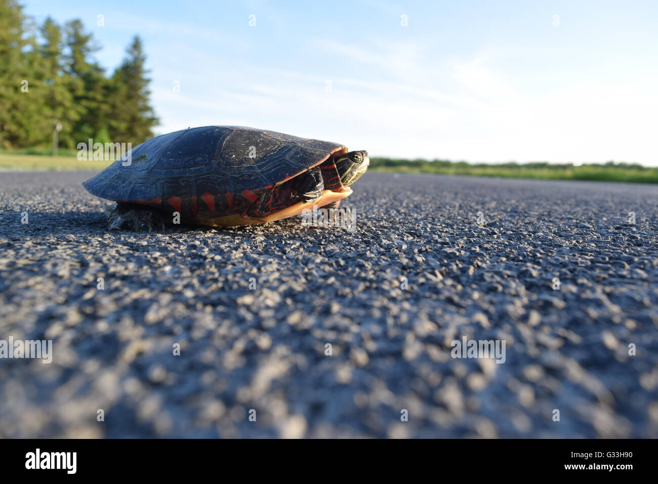 Gemalte Schildkröte überqueren einer Straße Stockfoto
