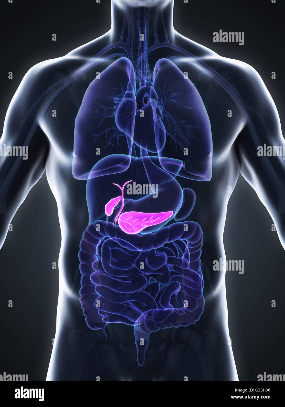 Menschliche Gallenblase und Bauchspeicheldrüse Anatomie Stockfoto