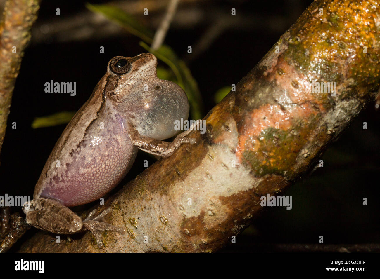 Pinienwälder Treefrog Aufruf von einem Baum - Hyla femoralis Stockfoto