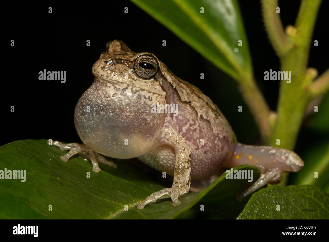 Männliche Pinienwälder Treefrog in einem Zucht-Chor - Hyla femoralis Stockfoto