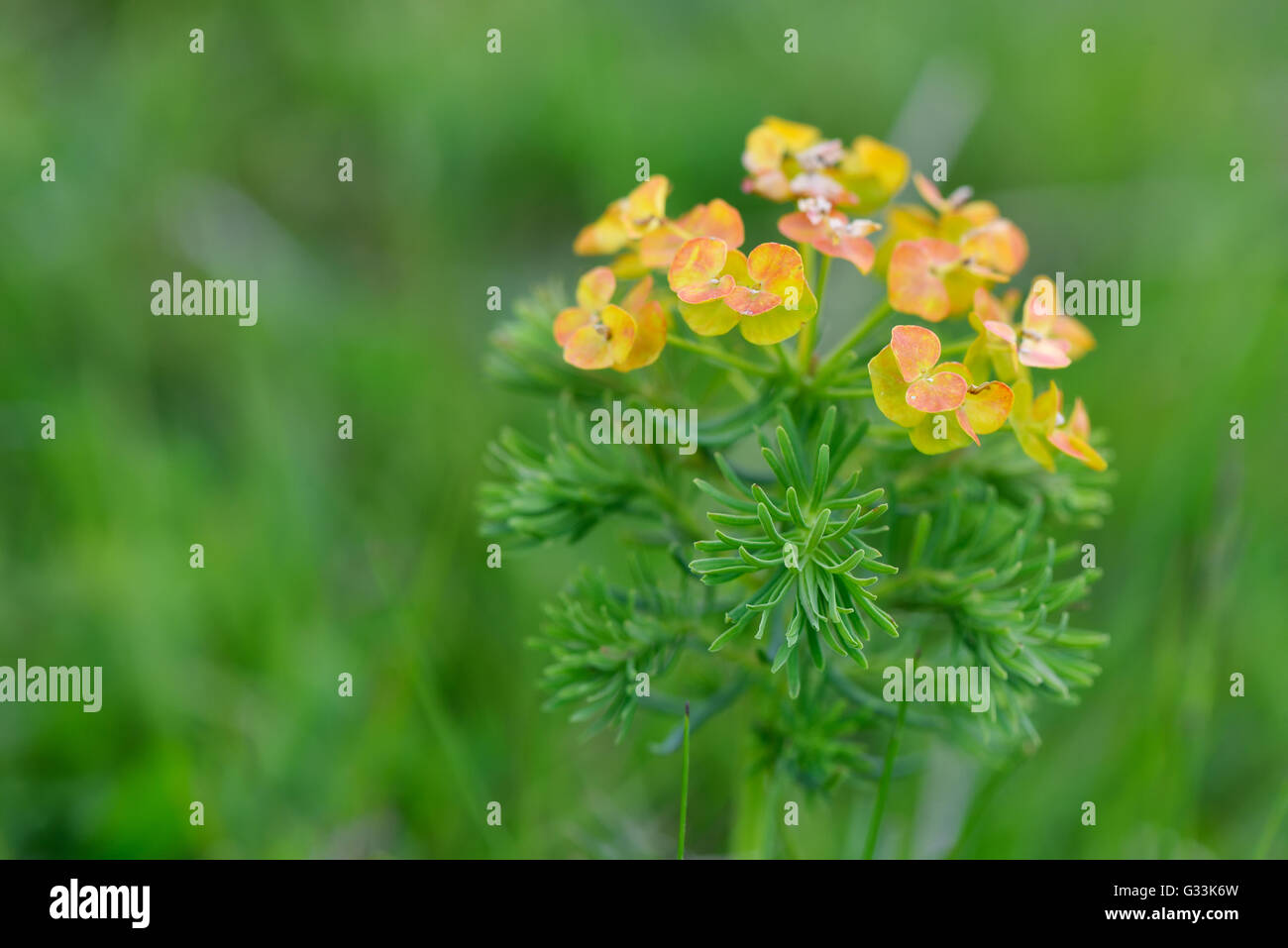 Kleine gelbe und orange Blüten auf einem grünen Hintergrund isoliert Stockfoto