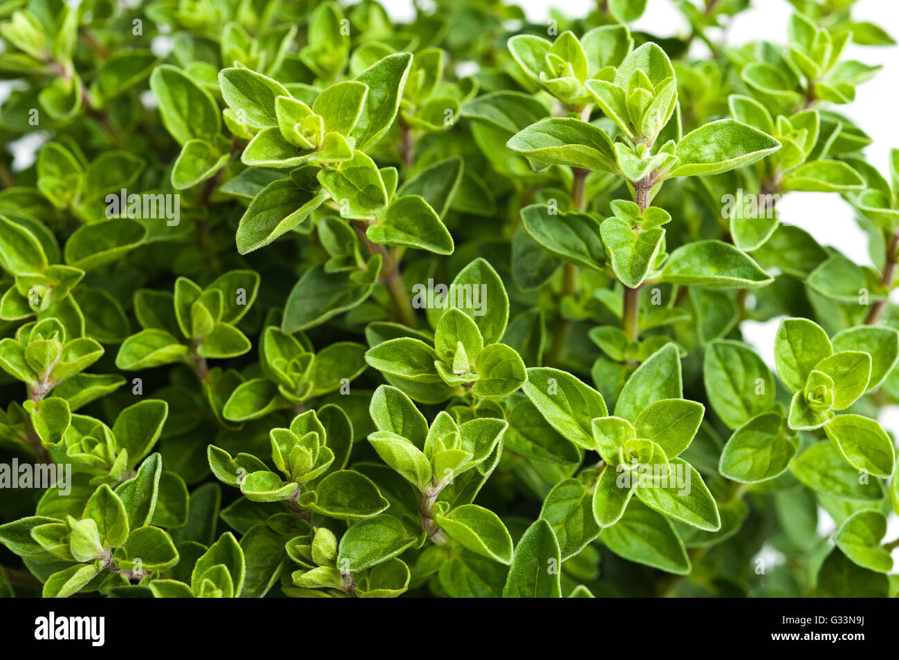 Oregano Hintergrund eine aromatische Pflanze Stockfoto