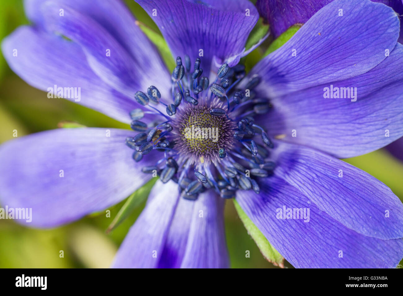 Nahaufnahme von schönen Frühling Blüte lila Anemone. Stockfoto
