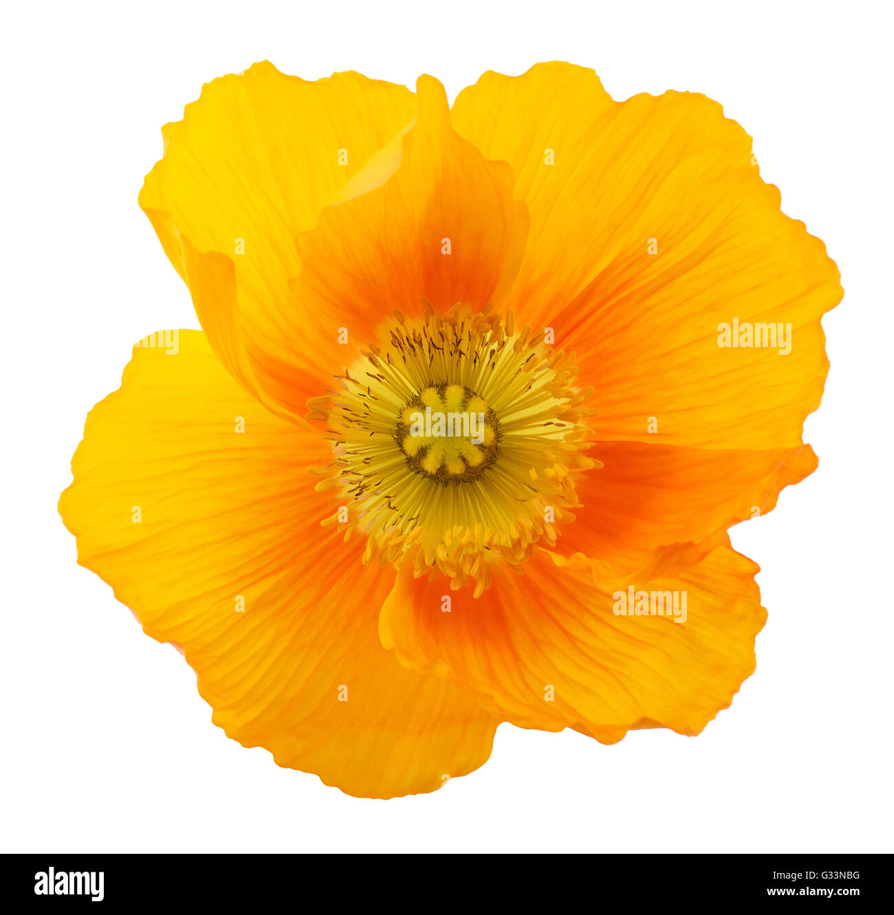 Alpine Mohnblume isoliert auf weißem Hintergrund Stockfoto