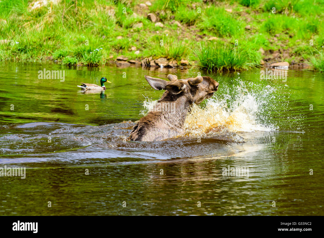 Elch (Alces Alces), ist hier ein Stier in einem Waldsee Baden. Die meisten des Körpers ist unter Wasser getaucht. Stockfoto